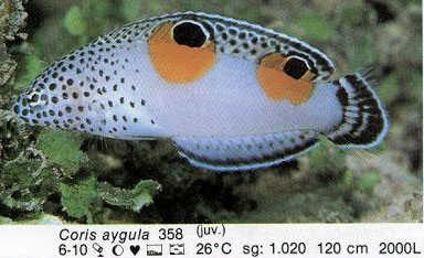 Coris aygula